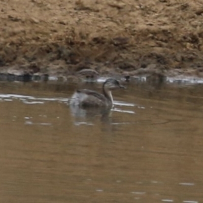 Poliocephalus poliocephalus (Hoary-headed Grebe) at Tuggeranong, ACT - 16 Nov 2023 by RodDeb