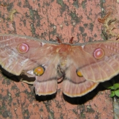 Opodiphthera eucalypti (Emperor Gum Moth) at Sheldon, QLD - 16 Nov 2007 by PJH123