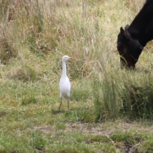 Bubulcus coromandus at Gordon, ACT - 16 Nov 2023