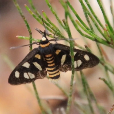Amata (genus) (Handmaiden Moth) at Moruya, NSW - 16 Nov 2023 by LisaH
