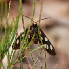 Amata (genus) at Moruya, NSW - suppressed