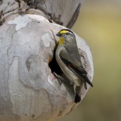 Pardalotus striatus at Mount Majura - 15 Nov 2023