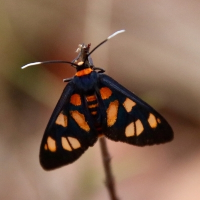 Amata nigriceps (A Handmaiden moth) at Moruya, NSW - 16 Nov 2023 by LisaH