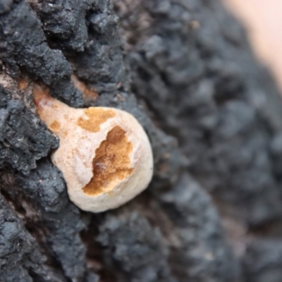 Unidentified Shelf-like to hoof-like & usually on wood at Moruya, NSW - 16 Nov 2023 by LisaH