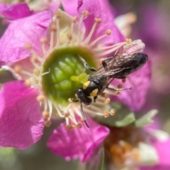 Leioproctus (Leioproctus) irroratus (Yellow-shouldered Bee) at ANBG - 16 Nov 2023 by PeterA