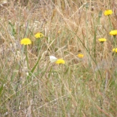 Pieris rapae (Cabbage White) at Black Street Grasslands to Stirling Ridge - 12 Mar 2007 by MichaelMulvaney