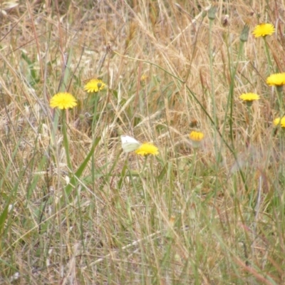 Pieris rapae (Cabbage White) at Black Street Grasslands to Stirling Ridge - 12 Mar 2007 by MichaelMulvaney