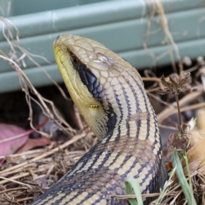 Tiliqua scincoides scincoides (Eastern Blue-tongue) at Higgins, ACT - 16 Nov 2023 by AlisonMilton