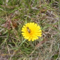 Lasioglossum (Chilalictus) sp. (genus & subgenus) at Yarralumla Grassland (YGW) - 12 Mar 2007