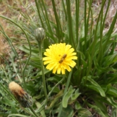 Lasioglossum (Chilalictus) sp. (genus & subgenus) at Yarralumla Grassland (YGW) - 12 Mar 2007