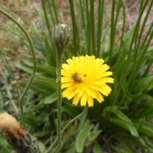 Lasioglossum (Chilalictus) sp. (genus & subgenus) at Yarralumla Grassland (YGW) - 12 Mar 2007