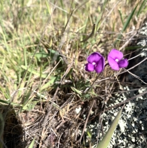 Swainsona behriana at Namadgi National Park - 12 Nov 2023