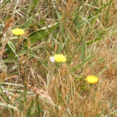 Zizina otis (Common Grass-Blue) at Black Street Grasslands to Stirling Ridge - 12 Mar 2007 by MichaelMulvaney