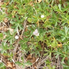 Zizina otis at Yarralumla Grassland (YGW) - 13 Mar 2007