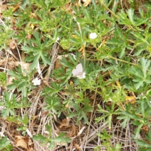 Zizina otis at Yarralumla Grassland (YGW) - 13 Mar 2007 12:21 AM