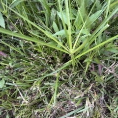 Cyperus eragrostis (Umbrella Sedge) at Kangaroo Valley, NSW - 16 Nov 2023 by lbradley