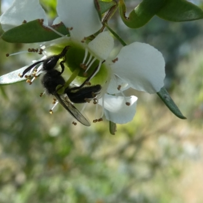 Leioproctus sp. (genus) (Plaster bee) at Emu Creek Belconnen (ECB) - 15 Nov 2023 by JohnGiacon