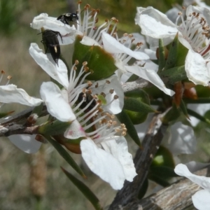 Mordellidae (family) at Emu Creek Belconnen (ECB) - 15 Nov 2023