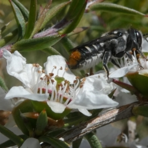 Megachile ferox at Emu Creek Belconnen (ECB) - 15 Nov 2023