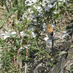 Apis mellifera (European honey bee) at Flea Bog Flat to Emu Creek Corridor - 15 Nov 2023 by JohnGiacon