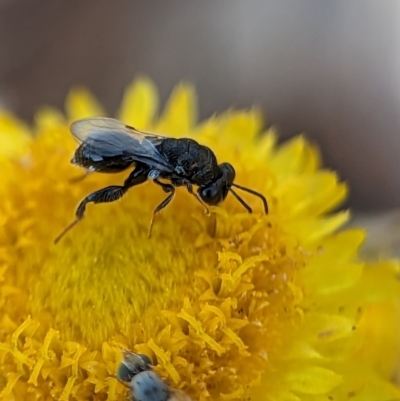 Chalcididae (family) (Unidentified chalcid wasp) at Holder, ACT - 15 Nov 2023 by Miranda