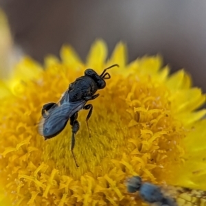 Chalcididae (family) at Holder, ACT - 15 Nov 2023