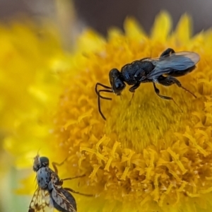 Chalcididae (family) at Holder, ACT - 15 Nov 2023