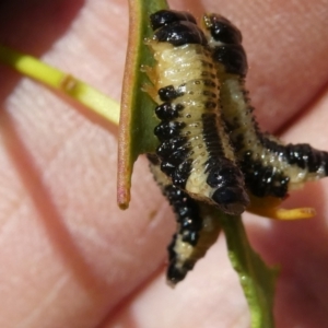 Paropsis atomaria at Emu Creek - 15 Nov 2023