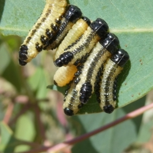 Paropsis atomaria at Emu Creek - 15 Nov 2023 02:07 PM