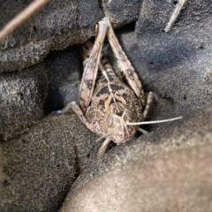 Perunga ochracea (Perunga grasshopper, Cross-dressing Grasshopper) at Symonston, ACT - 16 Nov 2023 by Shazw