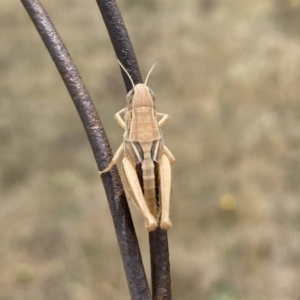 Praxibulus sp. (genus) at Symonston, ACT - 16 Nov 2023