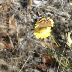 Vanessa kershawi (Australian Painted Lady) at Emu Creek Belconnen (ECB) - 16 Nov 2023 by JohnGiacon