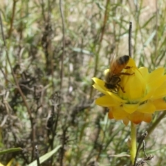 Apis mellifera (European honey bee) at Flea Bog Flat to Emu Creek Corridor - 15 Nov 2023 by JohnGiacon