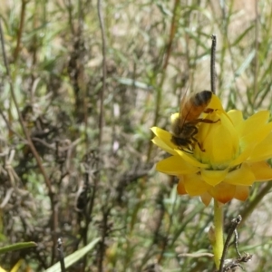 Apis mellifera at Emu Creek Belconnen (ECB) - 15 Nov 2023 02:00 PM