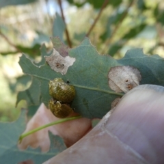 Paropsisterna cloelia (Eucalyptus variegated beetle) at Emu Creek - 15 Nov 2023 by JohnGiacon