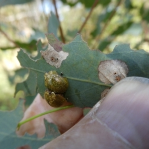 Paropsisterna cloelia at Flea Bog Flat to Emu Creek Corridor - 15 Nov 2023