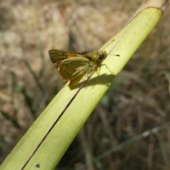 Ocybadistes walkeri (Green Grass-dart) at Emu Creek - 15 Nov 2023 by JohnGiacon