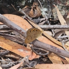 Heteronympha merope at QPRC LGA - 16 Nov 2023