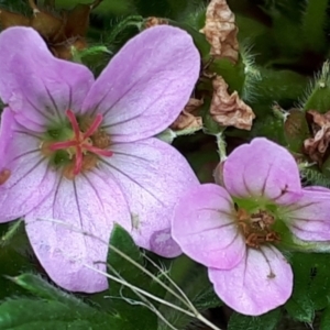 Geranium antrorsum at Yaouk, NSW - 5 Nov 2023