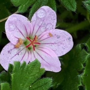 Geranium antrorsum at Yaouk, NSW - suppressed