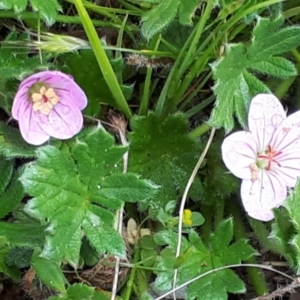 Geranium antrorsum at Yaouk, NSW - 5 Nov 2023