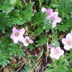 Geranium antrorsum at Yaouk, NSW - 5 Nov 2023