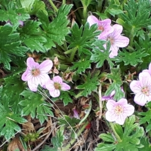 Geranium antrorsum at Yaouk, NSW - 5 Nov 2023