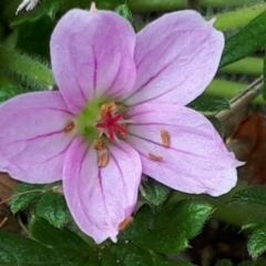 Geranium antrorsum at Yaouk, NSW - 5 Nov 2023