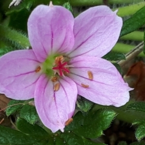 Geranium antrorsum at Yaouk, NSW - 5 Nov 2023