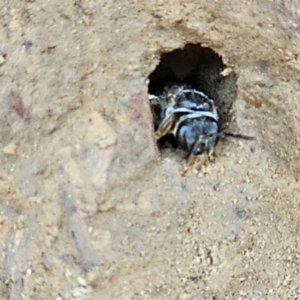 Lasioglossum (Chilalictus) sp. (genus & subgenus) at Amaroo, ACT - 16 Nov 2023