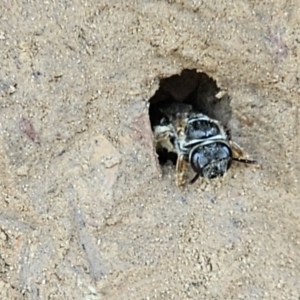 Lasioglossum (Chilalictus) sp. (genus & subgenus) at Amaroo, ACT - 16 Nov 2023