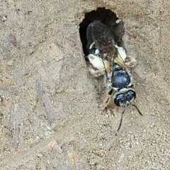 Lasioglossum (Chilalictus) sp. (genus & subgenus) at Amaroo, ACT - 16 Nov 2023