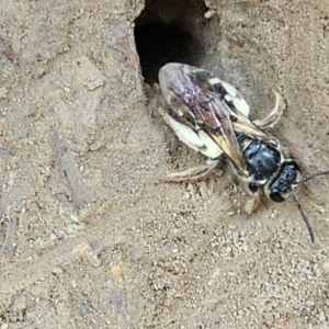 Lasioglossum (Chilalictus) sp. (genus & subgenus) at Amaroo, ACT - 16 Nov 2023