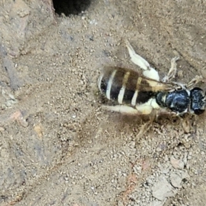 Lasioglossum (Chilalictus) sp. (genus & subgenus) at Amaroo, ACT - 16 Nov 2023